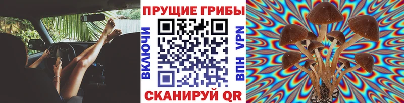 Галлюциногенные грибы Psilocybine cubensis  Невельск 